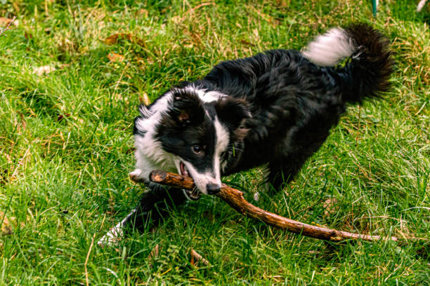 istock Border Collie canine having fun on the meadow 1455494461