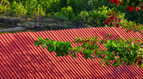 Green trees on roof top of rural house in Southern Vietnam.