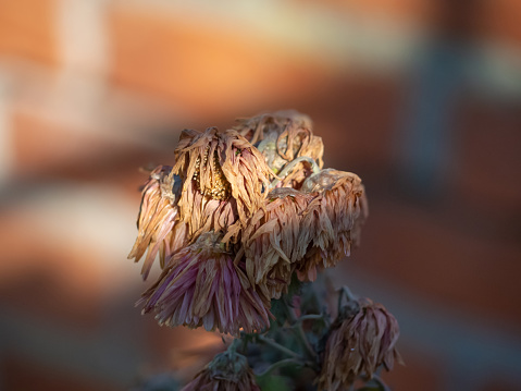 A dry withered flower at sunset in the garden, as a concept of death, loneliness and withering