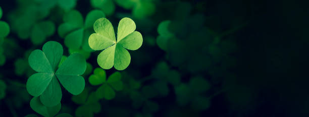 Green clover leaf isolated on dark background. with three-leaved shamrocks. St. Patrick's day holiday symbol. stock photo