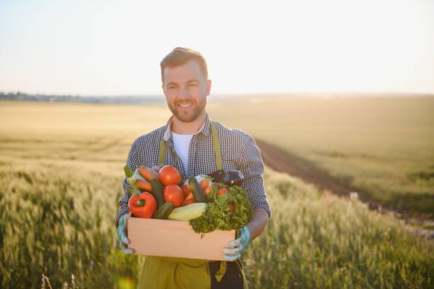 istock farmer carrying box of picked vegetables 1455494926
