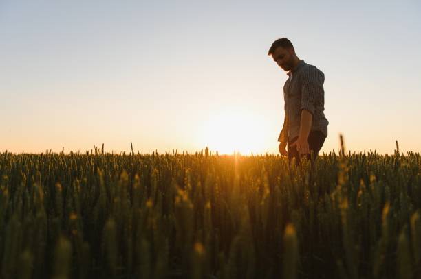 istock Man walking in wheat during sunset and touching harvest 1455494974