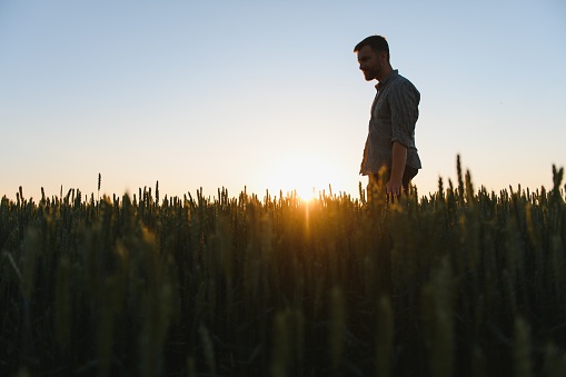 Farmer in wheat field planning harvest activity, female agronomist looking at sunset on the horizon