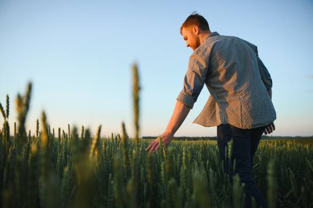 istock Man walking in wheat during sunset and touching harvest 1455495764