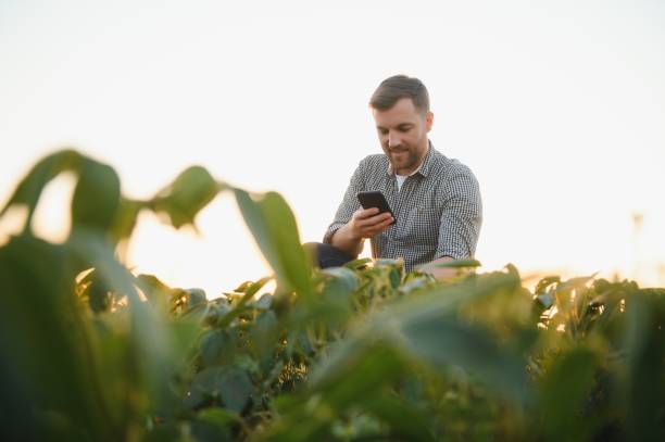 istock Farmer in soybean fields. Growth, outdoor. 1455495992