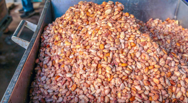 istock Fresh cocoa beans or white cocoa seeds in vats to prepare for fermentation before drying in the sun. 1455496025