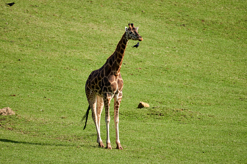 beautiful specimen of giraffe on the grass in cabarceno, cantabria, spain, europe