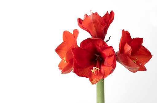 Close-up of a red flowering Amaryllis against a white background. You can clearly see the pollen and pistils in front of the glowing petals