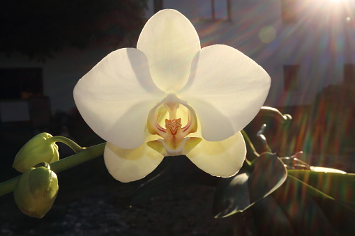 Large Phalaenopsis orchid flower blooming at sunset or sunrise. The bloom is white with a yellow, red and pink center. Many green buds on the flower stem (spike). Atmosphere, detail, black background.