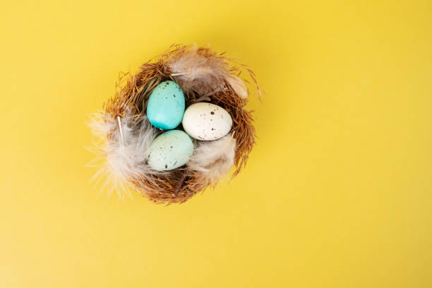 istock easter eggs in a nest on a yellow background, easter card, happy easter, copy space 1455499474