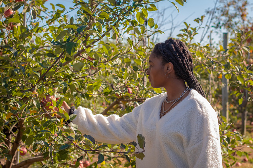 A portrait of a beautiful young black woman picking apples