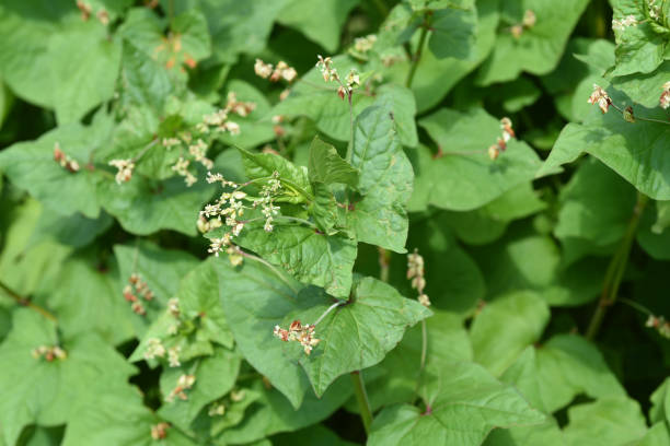istock Buckwheat, Fagopyrum, tataricum 1455500362
