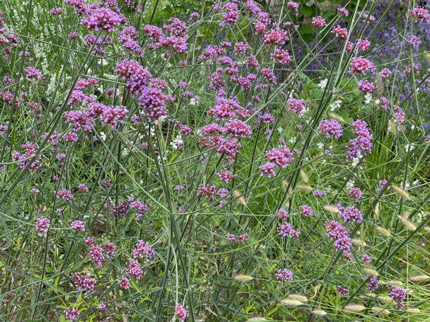 istock Eisenkraut, Verbena, bonariensis 1455500448