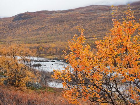 Landscape picture of a lake in Abisko National Park, the Swedish part of Lapland in the colorful autumn season with snow covered mountains in the background.