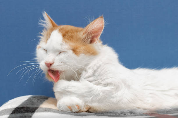 istock cat licks its fur with its tongue 1455500584