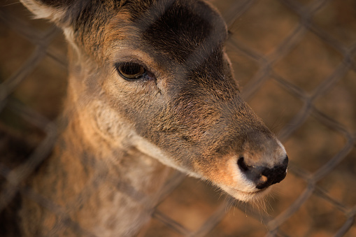 Kocaeli, Turkey-November 15, 2022: A deer head crying behind wires. Shot with Canon EOS R5.