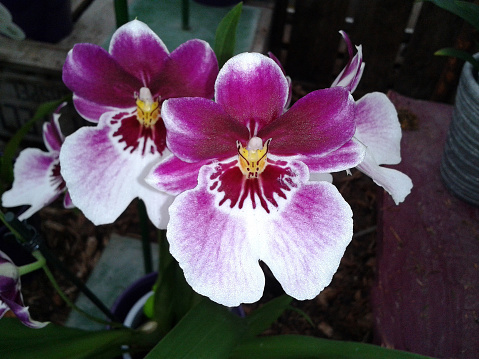 White orchid (Phalaenopsis - Moth Orchid) in an orchid garden. Selective focus.