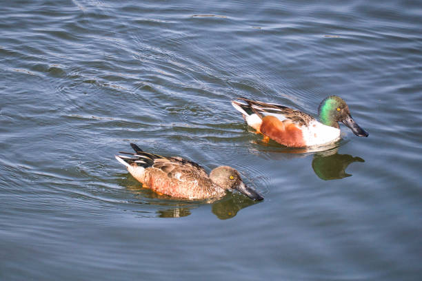 istock Cute migratory duck swimming in the pond 1455501522