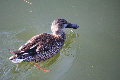 Cute migratory duck swimming in the pond