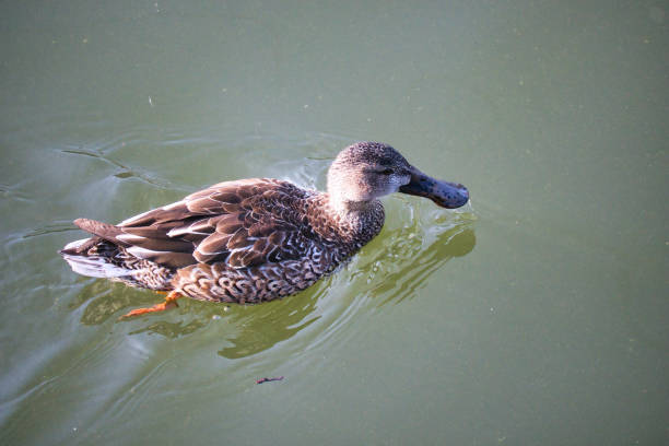 istock Cute migratory duck swimming in the pond 1455501713