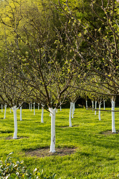 istock Grove with young apple trees with whitewashed trunks growing among green grass in spring fruit trees landscaping and horticulture 1455501929