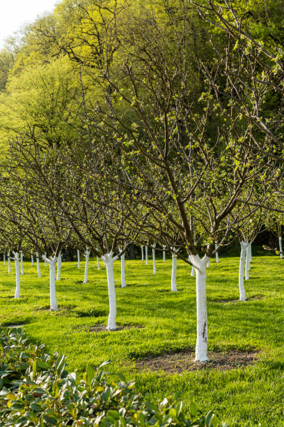 istock Grove with young apple trees with whitewashed trunks growing among green grass in spring fruit trees landscaping and horticulture 1455501962