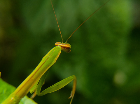 Profile view of a bright green mantis against a lush green background.