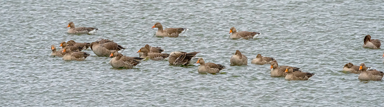 Birds over Snettisham nature reserve.  Greylag geese.