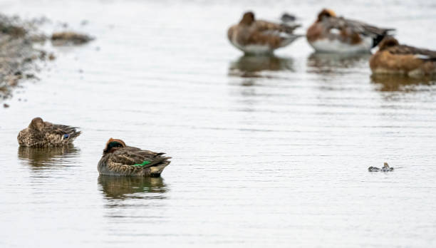 istock Snettisham nature reserve 1455503362