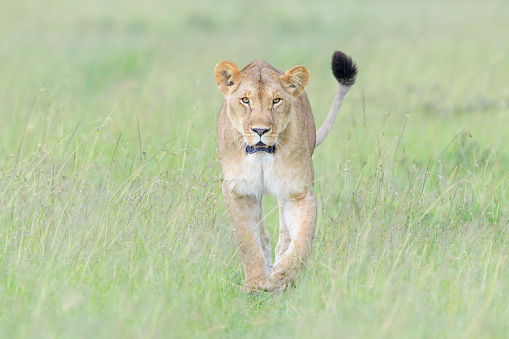 Lioness (Panthera leo) walking on savanna, looking at camera, Masai Mara national reserve, Kenya.