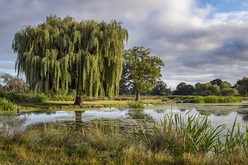 Wildlife ponds in Bushy Park and gardens in Surrey
