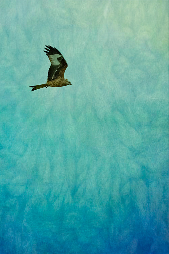 Red kite flying over Snettisham wildlife reserve. Painterly effect added in post processing.