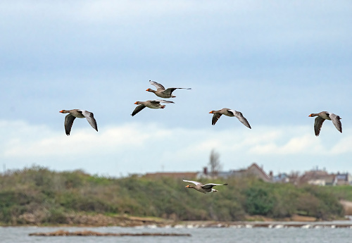 Mallard ducks flying past.