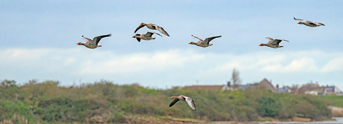 beatiful colour image of two ducks flying over a lake in somerset south west of england uk,