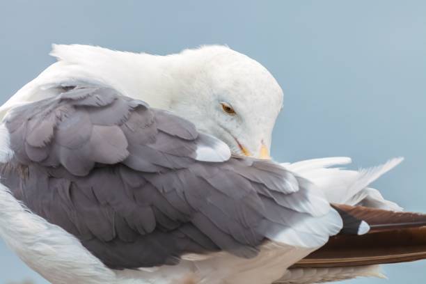 istock Closeup shot of a preening western gull 1455505657