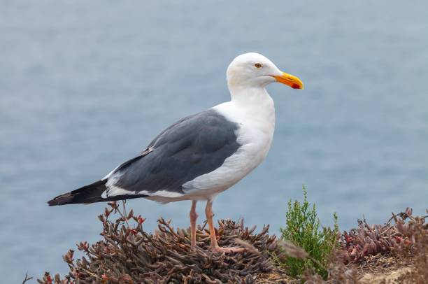 istock Closeup shot of a western gull perched on a cliff 1455505661