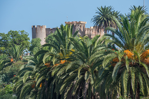 Tenerife, Canary islands - November 08, 2022: Palm trees and view of the Realejos castle in the north of the island