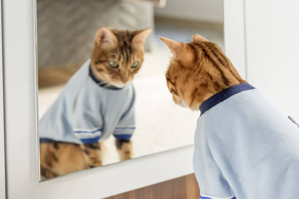 Bengal cat in clothes looks at his reflection in the mirror.