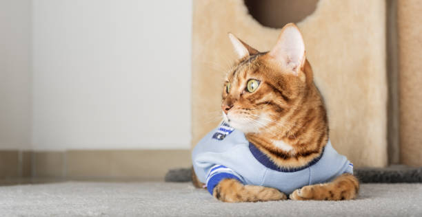 istock Red cat in a jacket on the floor in the room. 1455510461