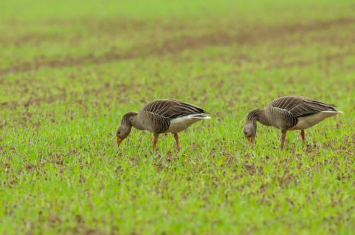 Greylag Geese, Scientific name: Anser anser.  Two Greylag geese, part of a larger flock, grazing on farmland and destroying farmers'  crops as the crops start to push through the soil.   Copy space.