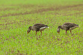 Greylag Geese, Scientific name: Anser anser.  Two Greylag geese, part of a larger flock, grazing on farmland and destroying farmers'  crops as the crops start to push through the soil.