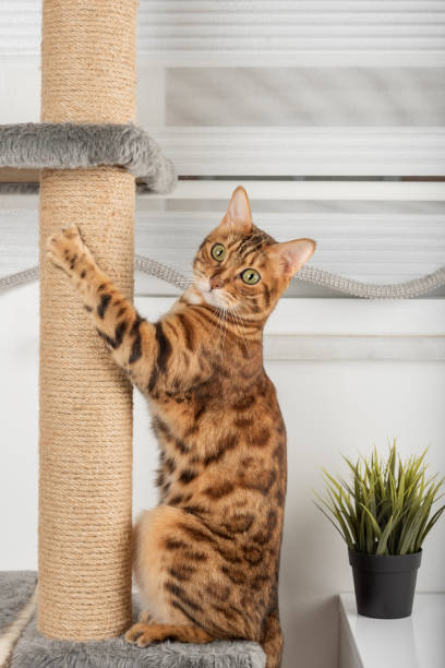istock Cute pet, bengal cat, sharpens its claws on a cat tree 1455510981