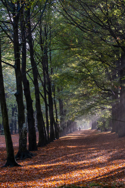 istock Tree Lane in a forest with sunbeams 1455511013