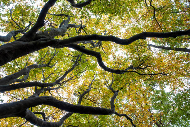 istock Branches with leaves reaching for the sky 1455511753