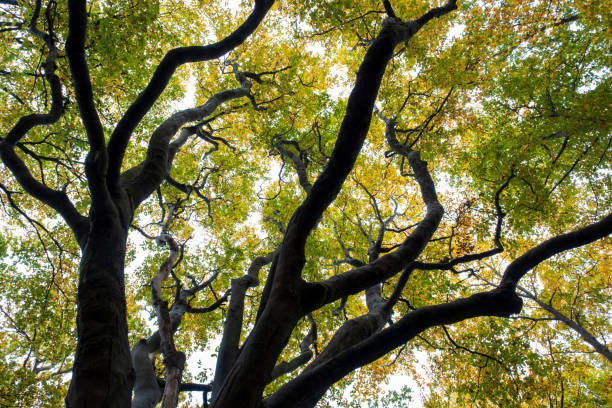 istock Thick branches with leaves in Autumn colours 1455511754