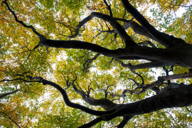istock Branches with leaves in Autumn colours 1455511755