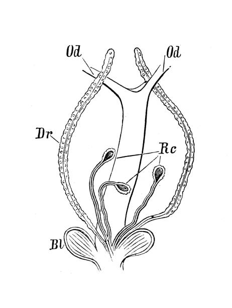 illustrazioni stock, clip art, cartoni animati e icone di tendenza di antica biologia zoologia immagine: musca domestica - engraved image fly antique housefly