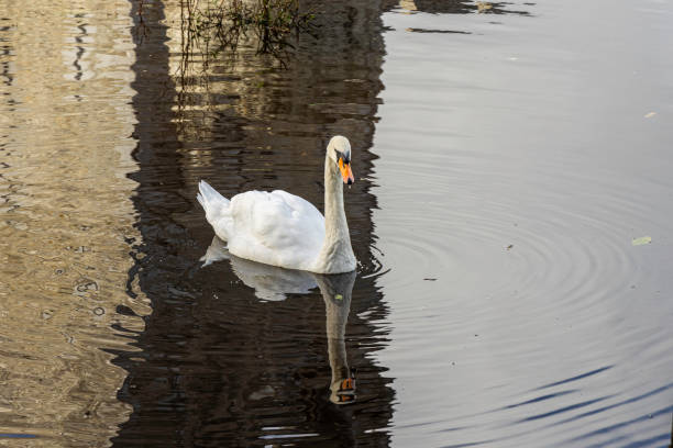istock Mute Swan, Ross Castle, Ireland. 1455513074