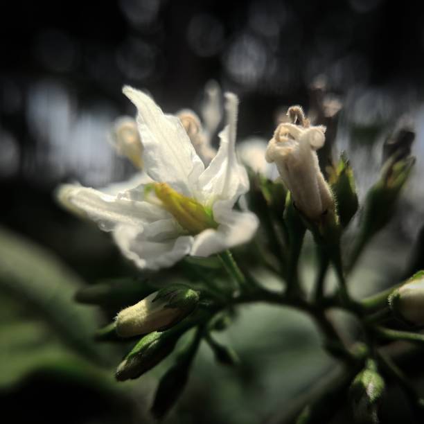 istock Turkey Berry flower 1455513080