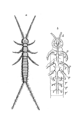 Antike Biologie Zoologie Bild Campodea Staphylinus Campodea Fragilis